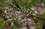 Longleaf milkweed